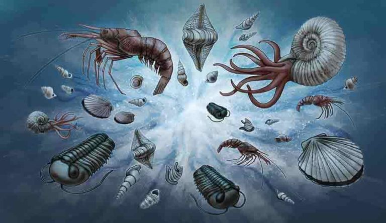 A new normal: Study explains universal pattern in fossil record ...