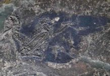 Blue color tones in fossilized prehistoric feathers Eocoracias brachyptera fossil sample used for this study.