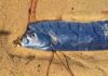 Deep-Sea Fish Do Not Signal Upcoming Earthquake in Japan Oarfish specimen