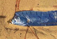 Deep-Sea Fish Do Not Signal Upcoming Earthquake in Japan Oarfish specimen