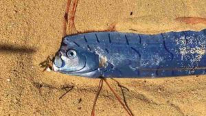 Oarfish specimen