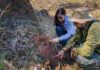 Desert-dwelling carnivorous dinosaur found in Brazil A hitherto unknown type of carnivorous dinosaur measuring just over a meter and a half long that lived 90 million years ago has been identified in the Cruzeiro do Oeste municipality of southern Brazil