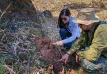 Desert-dwelling carnivorous dinosaur found in Brazil A hitherto unknown type of carnivorous dinosaur measuring just over a meter and a half long that lived 90 million years ago has been identified in the Cruzeiro do Oeste municipality of southern Brazil
