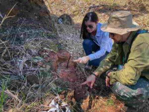 A hitherto unknown type of carnivorous dinosaur measuring just over a meter and a half long that lived 90 million years ago has been identified in the Cruzeiro do Oeste municipality of southern Brazil