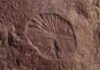 Some of Earth’s oldest animals could take trips The fossilized remains of Dickinsonia found at the Nilpena Heritage site in Australia. Credit: Scott Evans / UCR