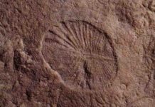 Some of Earth’s oldest animals could take trips The fossilized remains of Dickinsonia found at the Nilpena Heritage site in Australia. Credit: Scott Evans / UCR