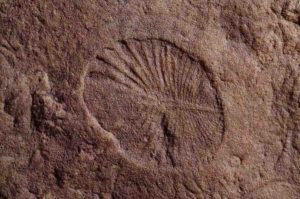 The fossilized remains of Dickinsonia found at the Nilpena Heritage site in Australia. Credit: Scott Evans / UCR