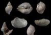 Marine life recovery following the dinosaurs’ extinction Fossils