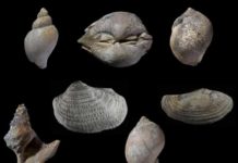 Marine life recovery following the dinosaurs’ extinction Fossils