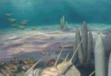New ‘king’ of fossils discovered on Kangaroo Island An artists impression of a Redlichia trilobite on the Cambrian seafloor.