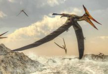 New Australian pterosaur may have survived the longest Pterosaur
