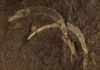 Rare fossils provide more detailed picture of biodiversity during Middle Ordovician sluglike mollusk Wiwaxia