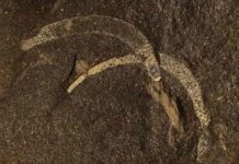 Rare fossils provide more detailed picture of biodiversity during Middle Ordovician sluglike mollusk Wiwaxia