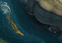 The ancient croc that preyed on dinosaurs Artist’s reconstruction of Isisfordia molnari.