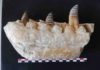 Tooth enamel analyses offer insights into the diet and habitat of T.rex relative tarbosaurus Fragment of Tarbosaurus lower jaw with teeth sampled (white stripes on tooth enamel)