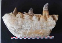 Tooth enamel analyses offer insights into the diet and habitat of T.rex relative tarbosaurus Fragment of Tarbosaurus lower jaw with teeth sampled (white stripes on tooth enamel)