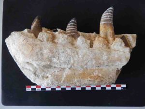 Fragment of Tarbosaurus lower jaw with teeth sampled (white stripes on tooth enamel)