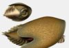 A voracious Cambrian predator, Cambroraster, is a new species from the Burgess Shale Reconstruction by Lars Fields. Credit: Lars Fields Royal Ontario Museum