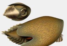 A voracious Cambrian predator, Cambroraster, is a new species from the Burgess Shale Reconstruction by Lars Fields. Credit: Lars Fields Royal Ontario Museum