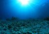 Breaching a ‘carbon threshold’ could lead to mass extinction When carbon emissions pass a critical threshold, it can trigger a spike-like reflex in the carbon cycle, in the form of severe ocean acidification that lasts for 10,000 years, according to a new MIT study.