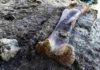 Colossal dinosaur bone find in France thrills scientists Scientists say the femur might have belonged to a gigantic sauropod. Credit: AFP / GEORGES GOBET