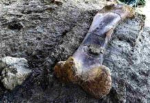Colossal dinosaur bone find in France thrills scientists Scientists say the femur might have belonged to a gigantic sauropod. Credit: AFP / GEORGES GOBET
