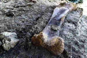 Scientists say the femur might have belonged to a gigantic sauropod. Credit: AFP / GEORGES GOBET