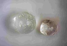 Cosmic pearls: Fossil clams in Florida contain evidence of ancient meteorite Researchers searching for fossils kept finding tiny glassy spheres inside ancient clams. After more than a decade, testing suggests they are evidence of one or more undocumented meteorite impacts in Florida’s distant past. Credit: Florida Museum photo by Kristen Grace