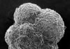 Evolution of life in the ocean changed 170 million years ago Calcified plankton dating from 95 million years ago (images captured in the Plymouth Electron Microscopy Centre)