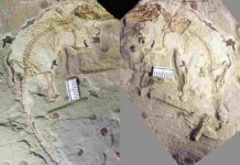Jurassic fossil shows how early mammals could swallow like their modern descendants The fossil of Microdocodon gracilis is preserved in two rock slabs, found in a site near the Wuhua village in the Daohugou area of Inner Mongolia, China. Credit: Zhe-Xi Luo
