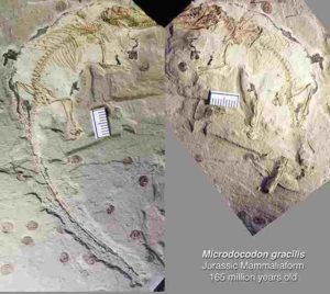 The fossil of Microdocodon gracilis is preserved in two rock slabs, found in a site near the Wuhua village in the Daohugou area of Inner Mongolia, China. Credit: Zhe-Xi Luo