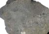 Scientists develop new method for studying early life in ancient rocks This 2.1-billion-year-old sediment from a clay formation in Gabon has high concentrations of potassium, which could only have been caused by ancient microbes, according to new research.