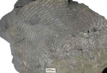 Scientists develop new method for studying early life in ancient rocks This 2.1-billion-year-old sediment from a clay formation in Gabon has high concentrations of potassium, which could only have been caused by ancient microbes, according to new research.
