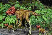 Small horned dinosaur from China, a Triceratops relative, walked on two feet An artist’s rendering of Auroraceratops shows its bipedal posture as well as the beak and frill that characterize it as a member of the horned dinosaurs. Paleontologists from Penn led a team in characterizing this species, discovered in China