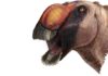 Strange new species of duck-billed dinosaur identified Aquilarhinus palimentus, or ‘shovel-chinned eagle nose’. Illustration by ICRA Art
