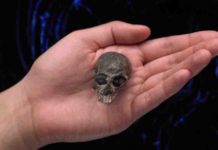 20-million-year-old skull suggests complex brain evolution in monkeys, apes An exceptional fossil skull of Chilecebus carrascoensis, a 20-million-year-old primate from the Andes mountains of Chile. Credit: © AMNH/N. Wong and M. Ellison