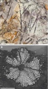 A, photograph of Armoricaphyton chateaupannense preserved in 2D as carbonaceous thin films. B, SEM image of a transverse section of an axis of a specimen of A. chateaupannense preserved in 3D showing the radially aligned tracheids. Credit: Canadian Light Source