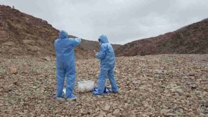 Picture taken at one of the sites inspected in the Coastal Range of the Atacama Desert. On this picture Professor Azua-Bustos and González-Silva are donning sterile suites and using sterile collecting materials in order to avoid the contamination of the sites studied. Credit: Margarita Azua