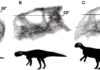 Head posture if the lateral (horizontal) semi-circular canal is parallel to the ground, in hatching (A), juvenile (B) and adult (C) Psittacosaurus lutjiatunensis. Images not to scale. Credit: Claire Bullar and IVPP.