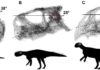 Dinosaur brains from baby to adult Head posture if the lateral (horizontal) semi-circular canal is parallel to the ground, in hatching (A), juvenile (B) and adult (C) Psittacosaurus lutjiatunensis. Images not to scale. Credit: Claire Bullar and IVPP.