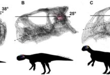 Dinosaur brains from baby to adult Head posture if the lateral (horizontal) semi-circular canal is parallel to the ground, in hatching (A), juvenile (B) and adult (C) Psittacosaurus lutjiatunensis. Images not to scale. Credit: Claire Bullar and IVPP.