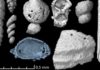The scans revealed many microscopic food remains including foraminifera (small amoeboid protists with external shells), small shells of marine invertebrates and possible remains of polychaete worms. Credit: Qvarnström mfl.