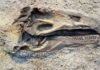 Fossil colour studies are changing our idea of how dinosaurs looked In-depth fossil analysis could help us understand the true functions of colour. Credit: Aline Dassel/Pixabay, licensed under Pixabay licence