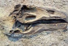 Fossil colour studies are changing our idea of how dinosaurs looked In-depth fossil analysis could help us understand the true functions of colour. Credit: Aline Dassel/Pixabay, licensed under Pixabay licence