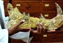 The 23-million-year-old bones of the newly-discovered giant, Simbakubwa kutokaafrika, had been left for nearly 40 years in a drawer