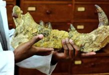 Hidden mysteries lie in wait inside Kenya’s fossil treasury The 23-million-year-old bones of the newly-discovered giant, Simbakubwa kutokaafrika, had been left for nearly 40 years in a drawer