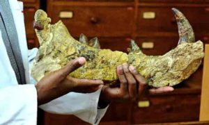 The 23-million-year-old bones of the newly-discovered giant, Simbakubwa kutokaafrika, had been left for nearly 40 years in a drawer