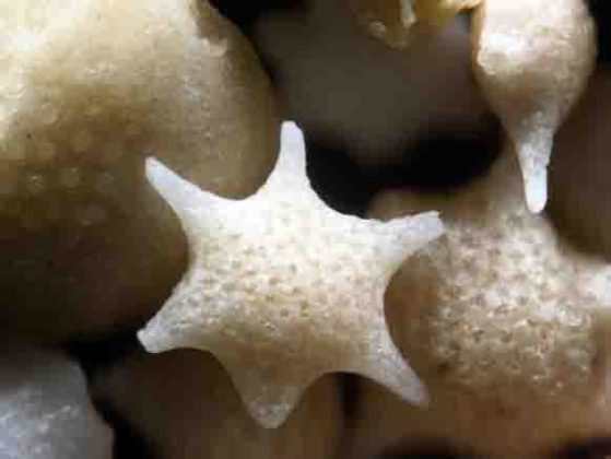 Magnified sand grains Sand that is magnified up to 300 times