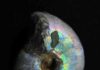 Making biominerals: Nature’s recipe is old, evolved more than once A Desmoceras fossil. A cephalopod that thrived in the early Cretaceous, 146 to 100 million years ago. Note the fossilized biomineral nacre or mother of pearl. Credit: Pupa Gilbert