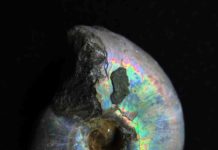 Making biominerals: Nature’s recipe is old, evolved more than once A Desmoceras fossil. A cephalopod that thrived in the early Cretaceous, 146 to 100 million years ago. Note the fossilized biomineral nacre or mother of pearl. Credit: Pupa Gilbert